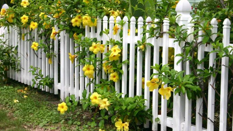 HOW TO CARE FOR YOUR GARDEN FENCE