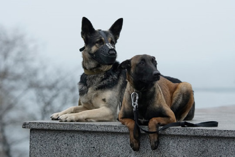 movies like war dogs