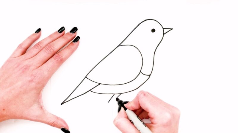How to a Bird: A Step-by-Step Guide: