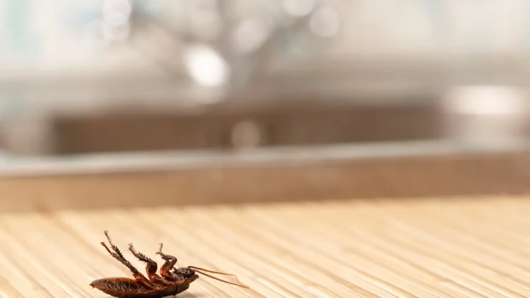 The Dangers of Roaches in Your Lakeville Home and How to Eradicate Them