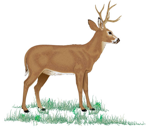 What is the Preferred Rifle Shot for Larger Game Animals?