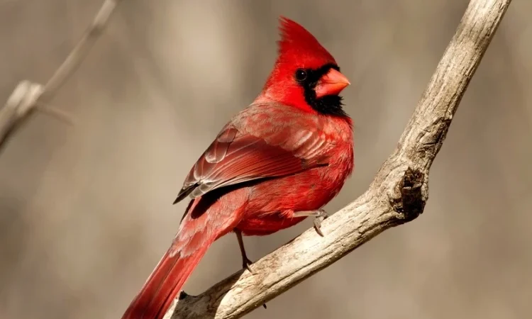 4 Facts About Cardinals