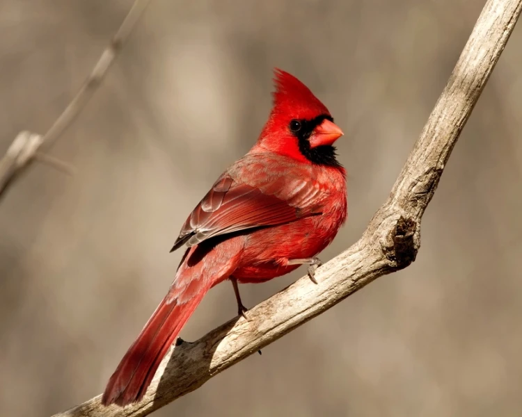 4 Facts About Cardinals