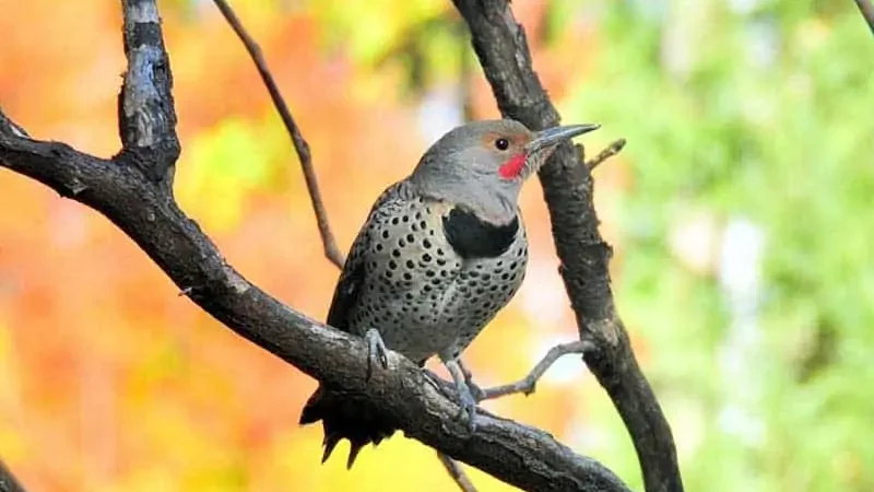 America’s Fascinating Wildlife: Exploring the Diverse Animals of the United States