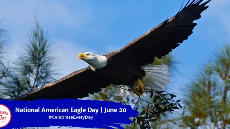 The Majestic Bald Eagle: America’s National Animal Seen In Usa In 2018