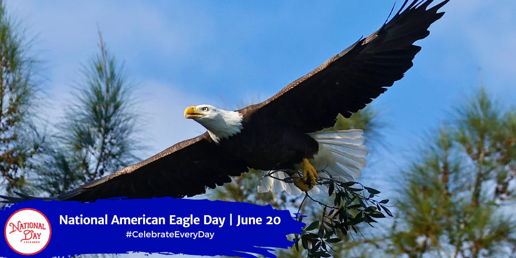 The Majestic Bald Eagle: America’s National Animal Seen In Usa In 2018