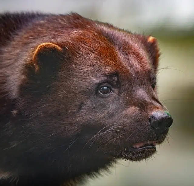 Animals in North America: A Rich Biodiversity
