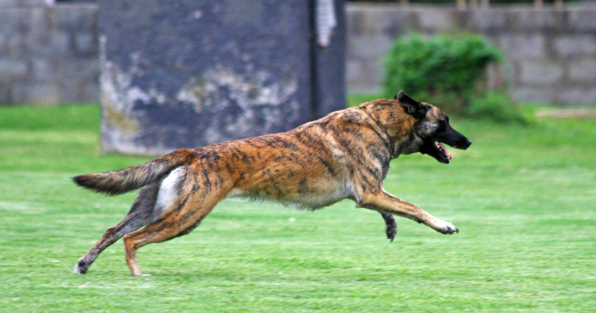 Are Rottweilers Used as Police Dogs?