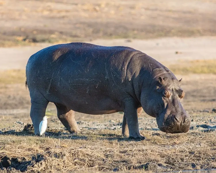 Dangerous Animals List: Top 10 Most Fearsome Creatures