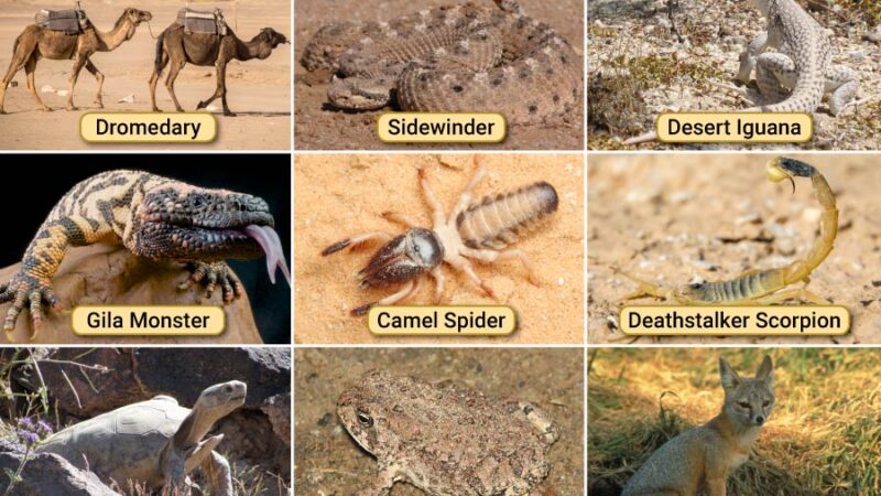 How Many Animals Are in the United States