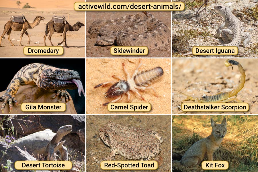 How Many Animals Are in the United States