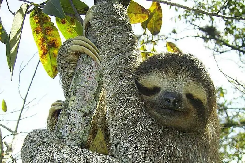 List of Dangerous Animals: Stay Alert and Informed