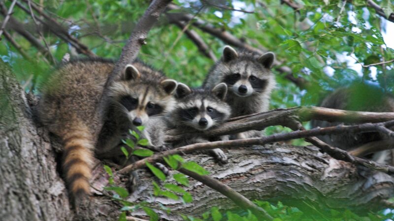 List of North American Forest Animals