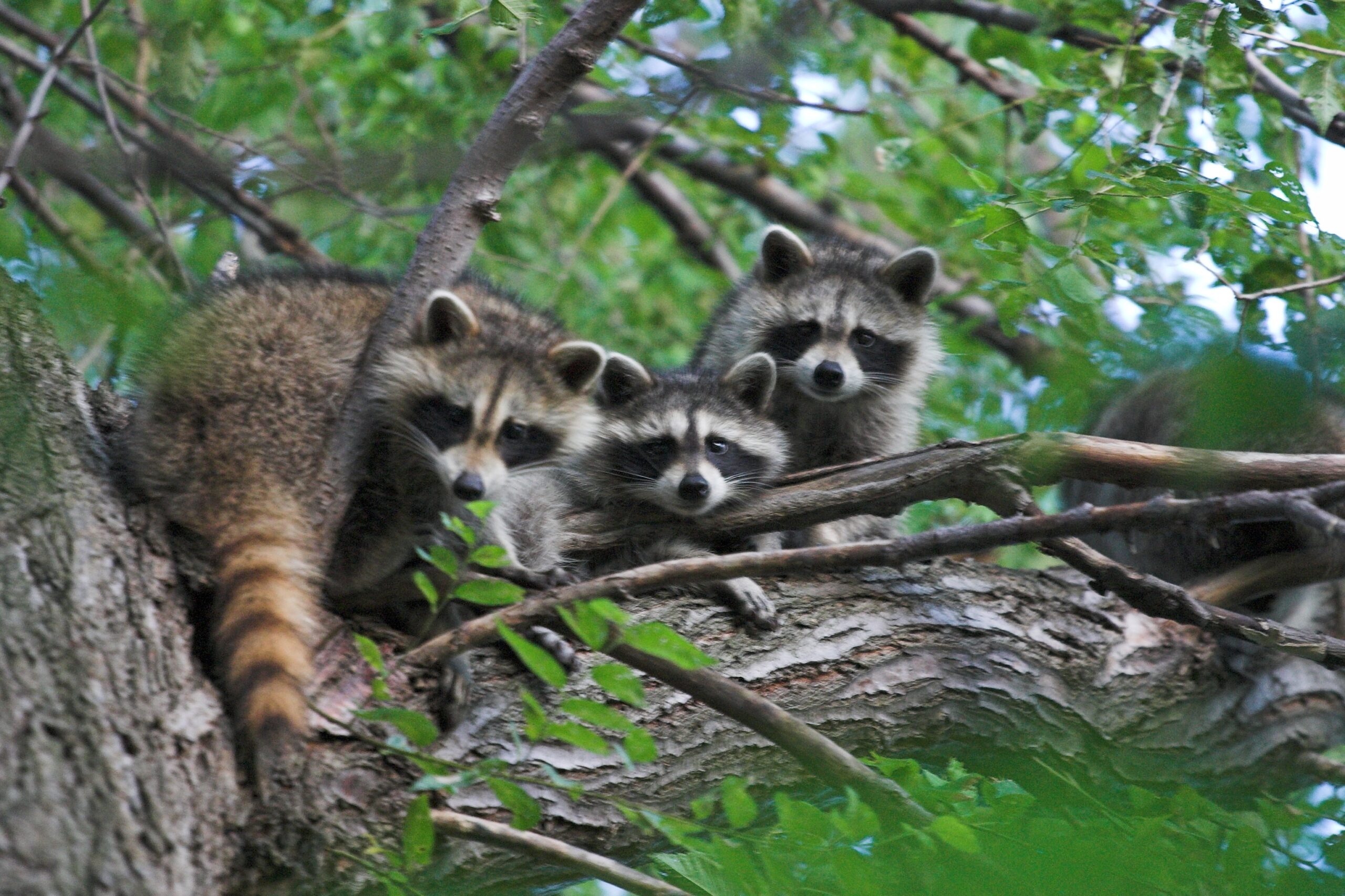 List of North American Forest Animals