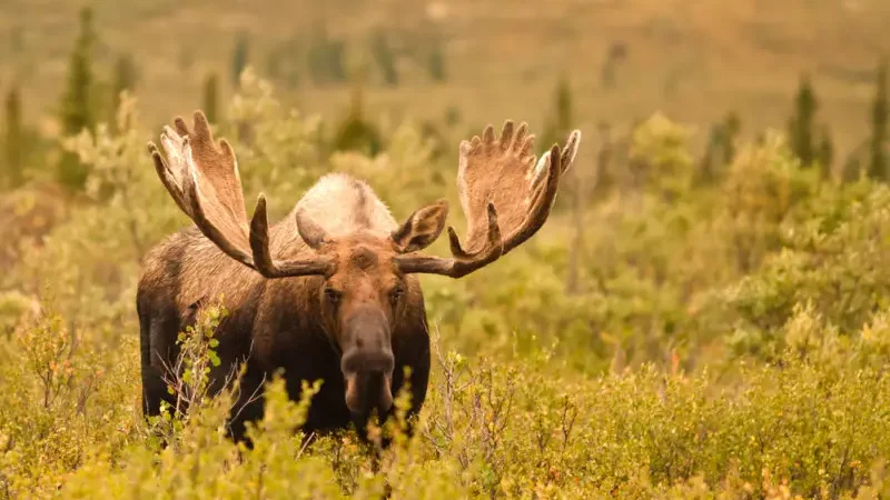 Moose: The Unlikely Killers – An Insight into Their Deadliness
