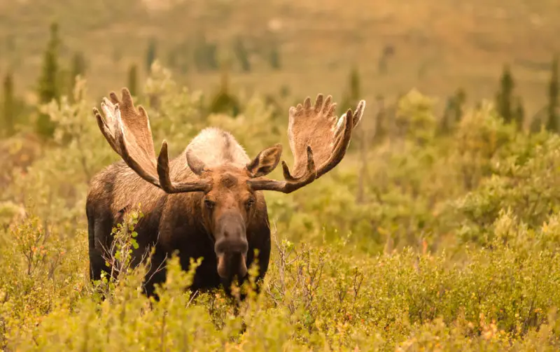 Moose: The Unlikely Killers – An Insight into Their Deadliness