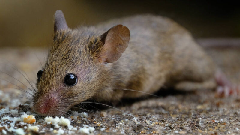 The North American Field Mouse: A Fascinating Creature of the Wild