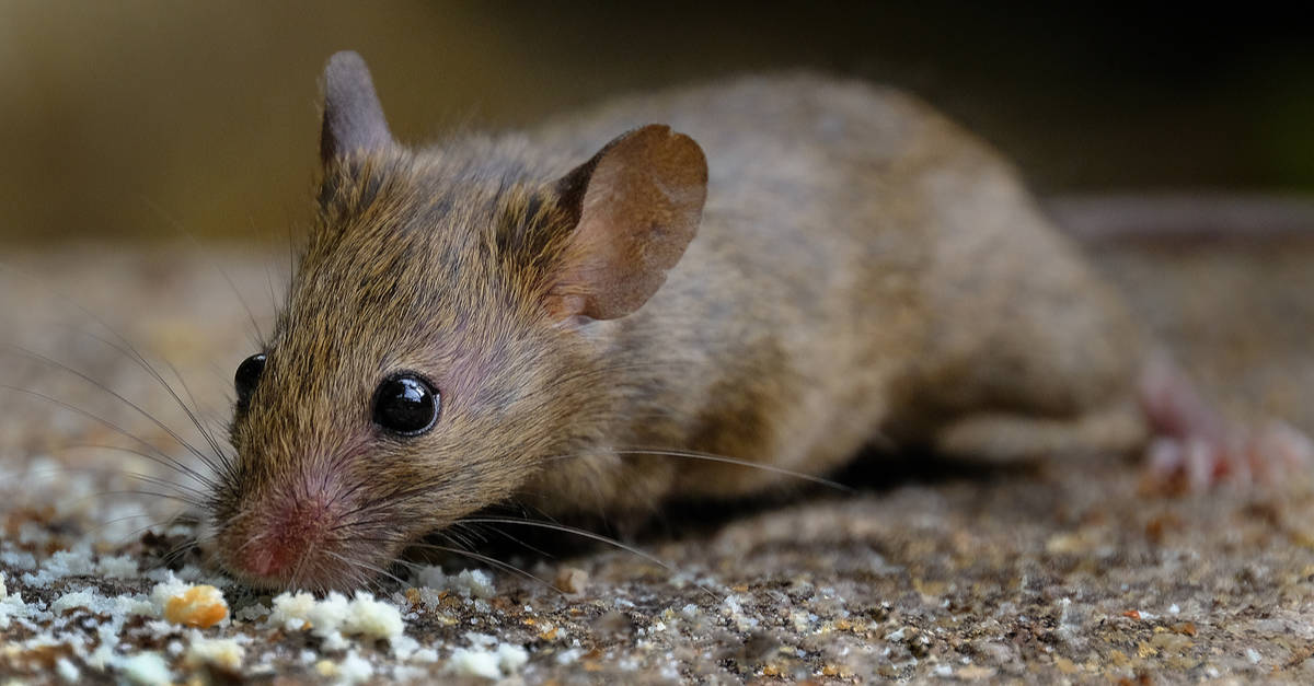 The North American Field Mouse: A Fascinating Creature of the Wild