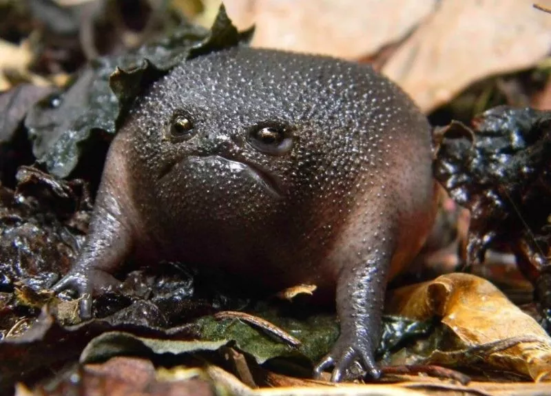 Special Animals List: Discovering the Wonders of the Animal Kingdom