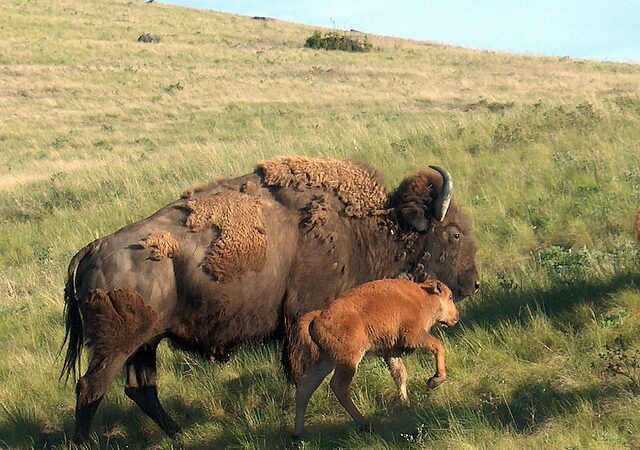 What Animals Live in the USA