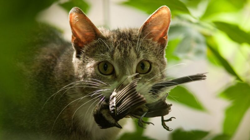 What Are Some Animals That Are Invasive Species