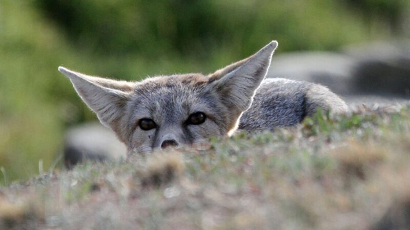 What Is the Definition of Native Species?