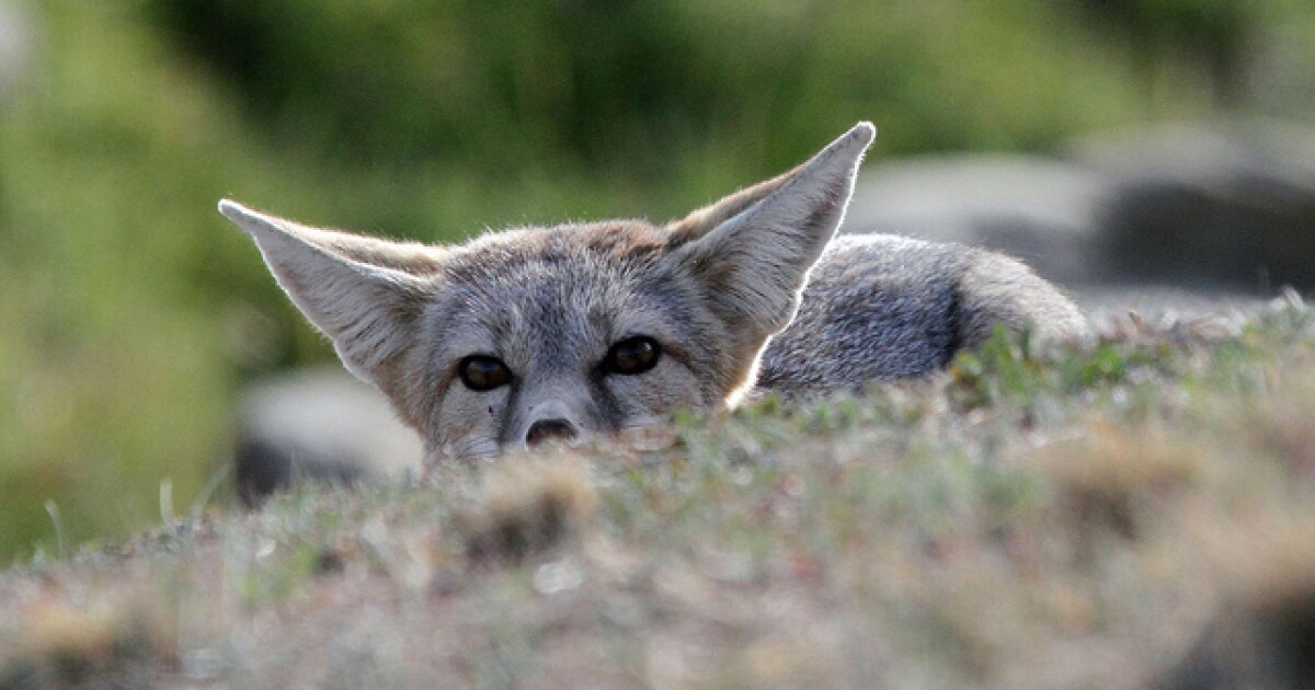 What Is the Definition of Native Species?